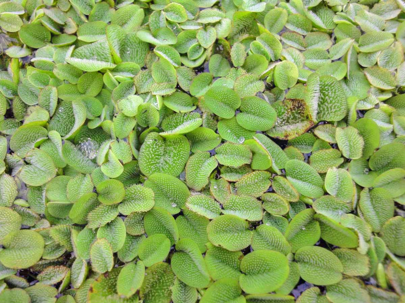 Schwimmfarn-Salvinia-minima